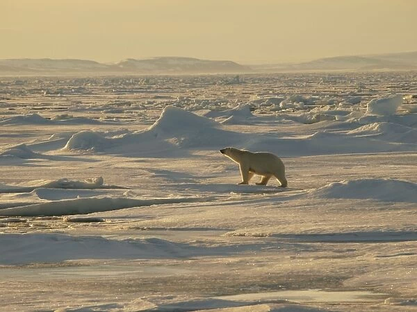 Polar bear - female walking on pack ice - Svalbard - Norway