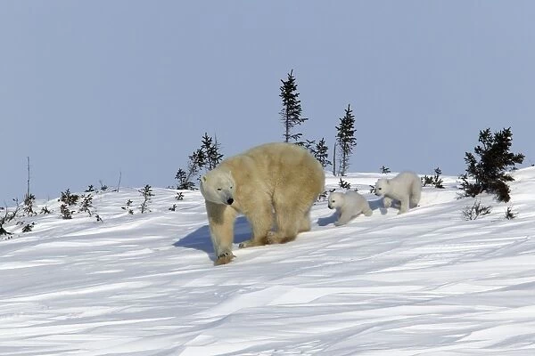 Polar Bear - female with young, cubs follow mother through snow. Churchill, Manitoba. Canada