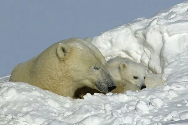 Polar Bear - female with young, resting in hollow in snow bank. Churchill, Manitoba. Canada