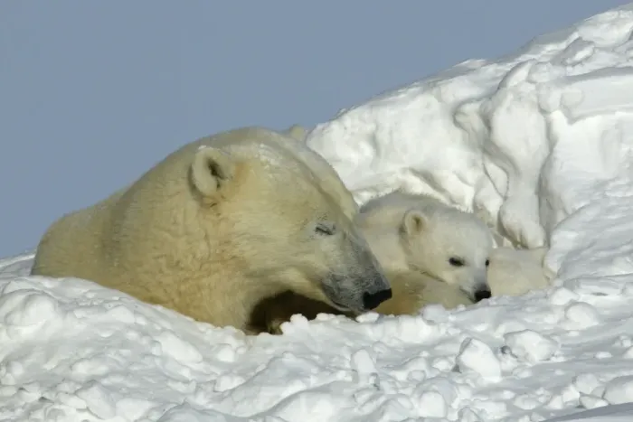 Framed Print : Polar Bear - female with young, resting in hollow in snow bank. Churchill, Manitoba. Canada Framed Print : Polar Bear - female with young, resting in hollow in snow bank. Churchill, Manitoba. Canada
