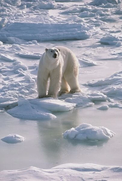 Polar Bear FG 6311 Ursus maritimus © Francois Gohier  /  ARDEA LONDON