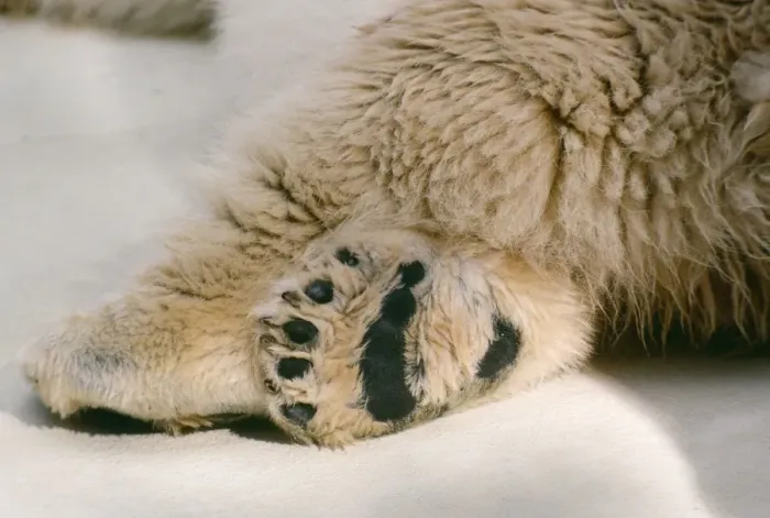Framed Print : Polar Bear - foot Framed Print : Polar Bear - foot