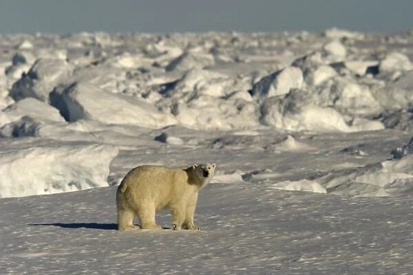 Polar Bear - in frozen habitat landscape. Spitzbergen. Svalbard