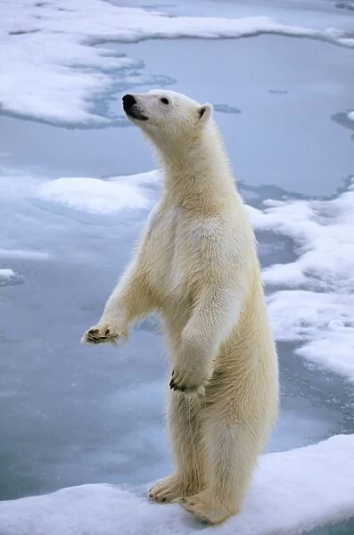 Polar Bear On ice