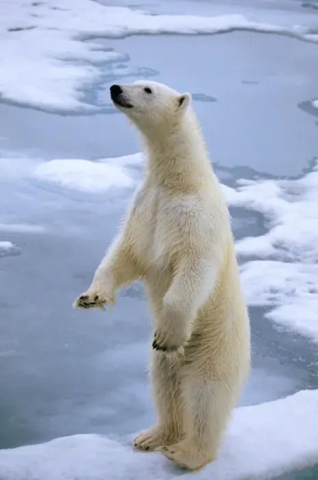 Framed Print : Polar Bear On ice Framed Print : Polar Bear On ice