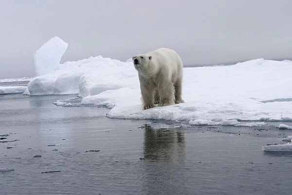 Polar Bear - on ice floe. Spitzbergen. Svalbard