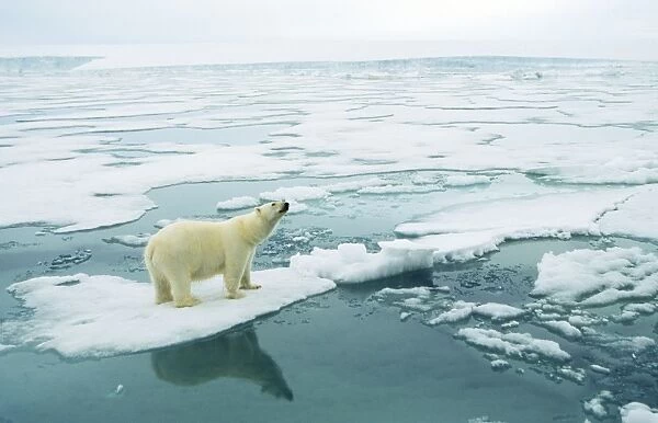 Polar Bear - on ice Svalbard Spitzbergen