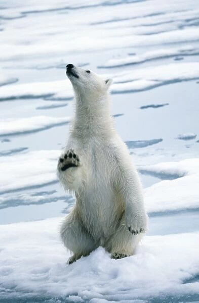Polar Bear - on ice Svalbard (Spitzbergen)