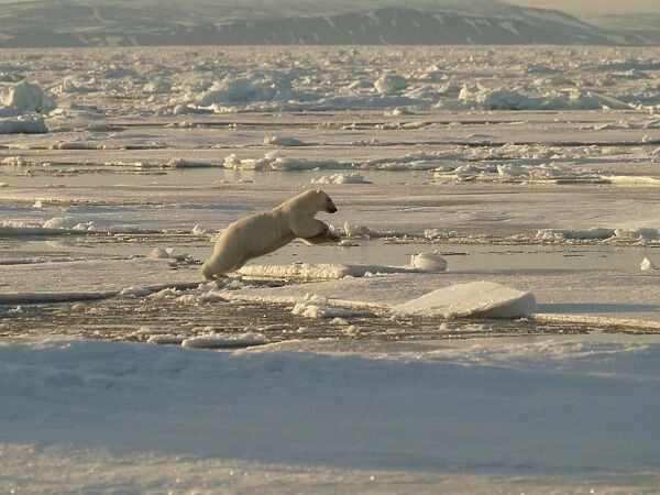 Polar bear jumping from one ice floe to another. Svalbard - Norway