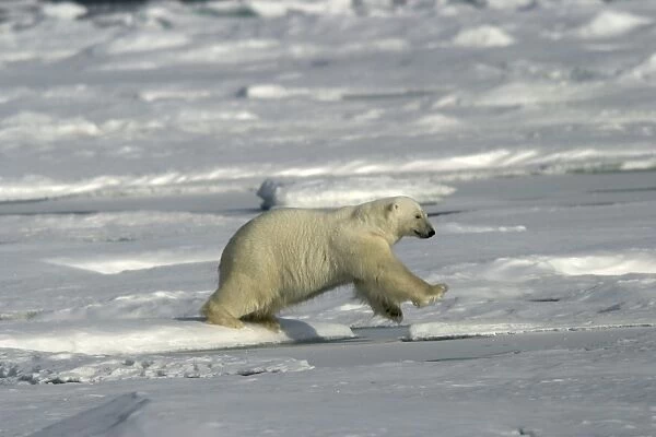 Polar Bear - jumping between ice floes. Spitzbergen. Svalbard