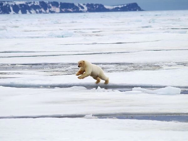 Polar Bear - jumping ice flow - Svalbard, Norway