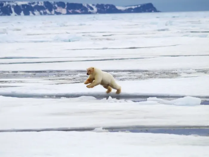 Framed Print : Polar Bear - jumping ice flow - Svalbard, Norway