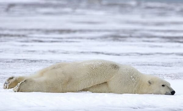 Polar Bear lying face down in the snow Autumn