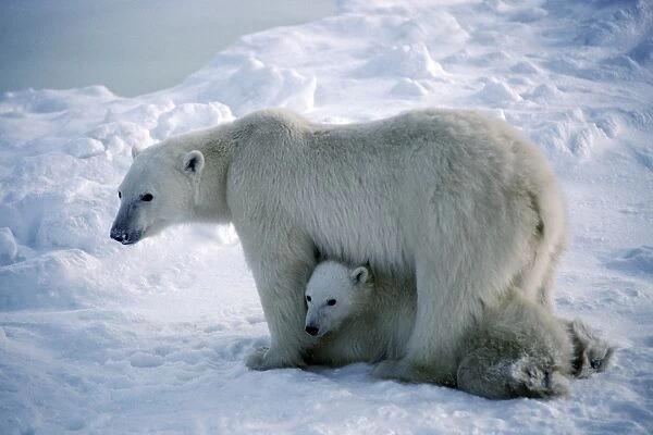 Polar Bear - mother and cub - Cape Churchill - Hudson Bay - Manitoba - Canada BN337
