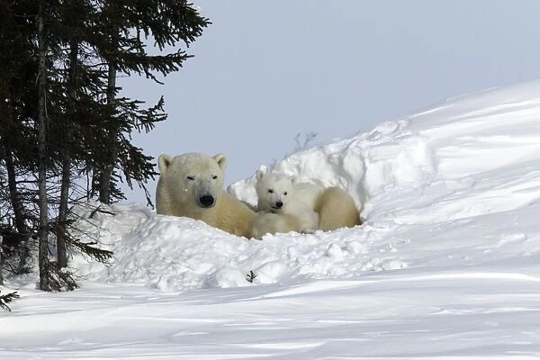 Polar Bear - mother and cub, resting in snow hollow that female dug in snow bank. Churchill, Manitoba. Canada