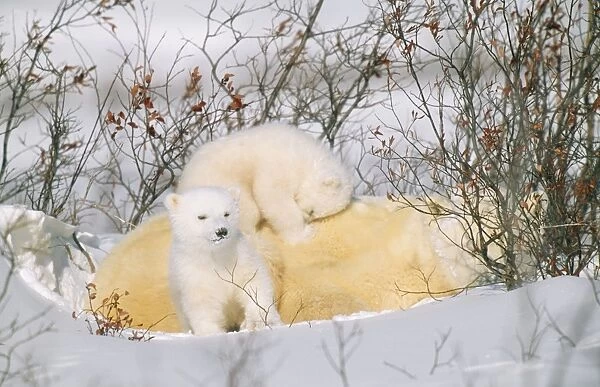 Polar Bear - mother with two cubs