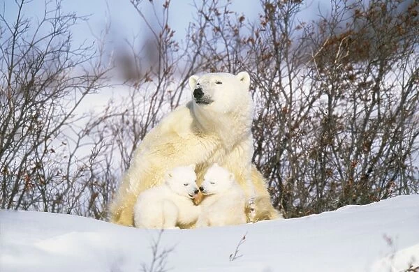 Polar Bear - mother with two cubs