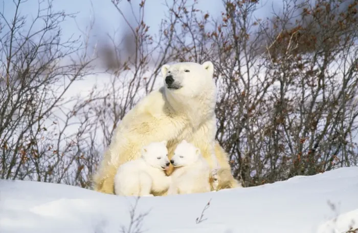 Framed Print : Polar Bear - mother with two cubs Framed Print : Polar Bear - mother with two cubs