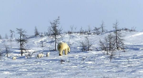 Polar Bear - mother with cubs. Arctic
