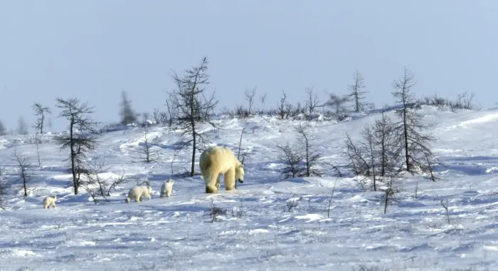 Framed Print : Polar Bear - mother with cubs. Arctic Framed Print : Polar Bear - mother with cubs. Arctic