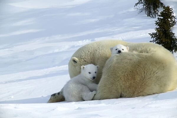 Polar Bear - mother with two cubs. Arctic