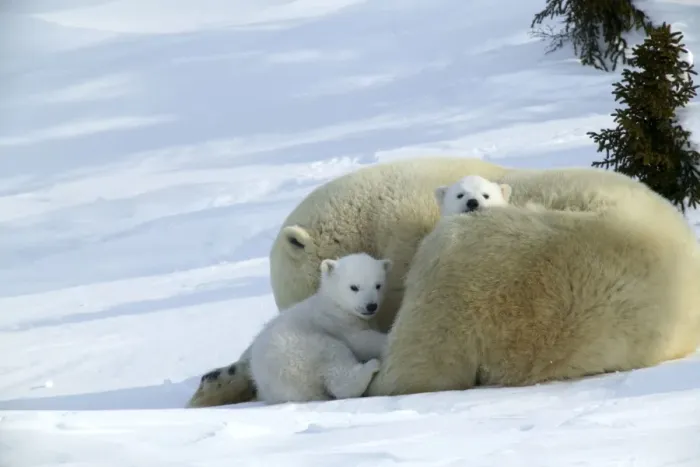 Framed Print : Polar Bear - mother with two cubs. Arctic Framed Print : Polar Bear - mother with two cubs. Arctic