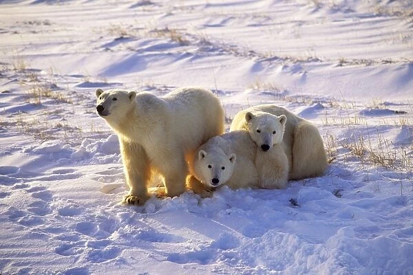 Polar Bear - mother with two cubs - Cape Churchill - Hudson Bay - Manitoba - Canada BN903