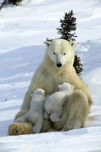 Polar Bear - mother and two cubs suckling. Arctic