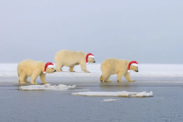 Polar Bear, mother with cubs wearing Christmas hats, Kaktovik, Arctic National Wildlife Refuge, Alaska, United States