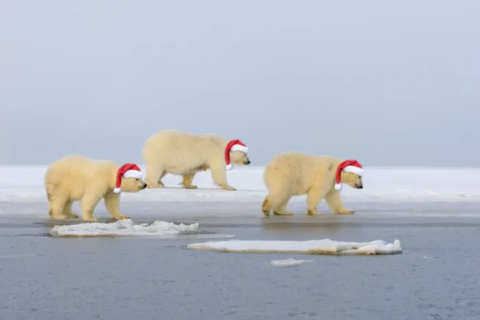 Framed Print : Polar Bear, mother with cubs wearing Christmas hats, Kaktovik, Arctic National Wildlife Refuge, Alaska, United States Framed Print : Polar Bear, mother with cubs wearing Christmas hats, Kaktovik, Arctic National Wildlife Refuge, Alaska, United States
