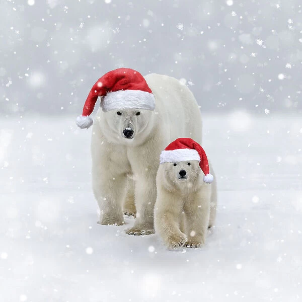 Polar Bear, mother with one year old cub wearing Christmas hats