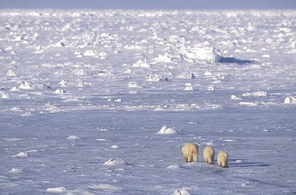 Polar Bear - mother and yearling cubs on snow - Wapusk National Park - Manitoba - Canada