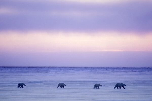 Polar Bear - mother and yearling cubs walking across at sunset