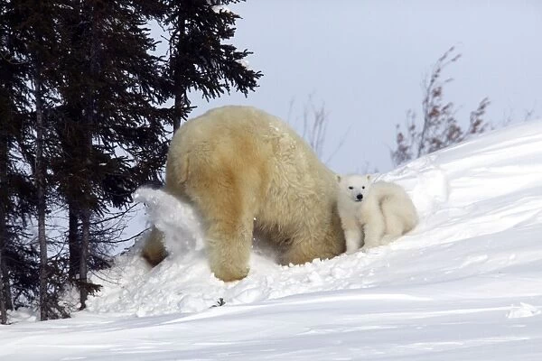 Polar Bear - mother and young. Female digging in snow. Churchill, Manitoba. Canada