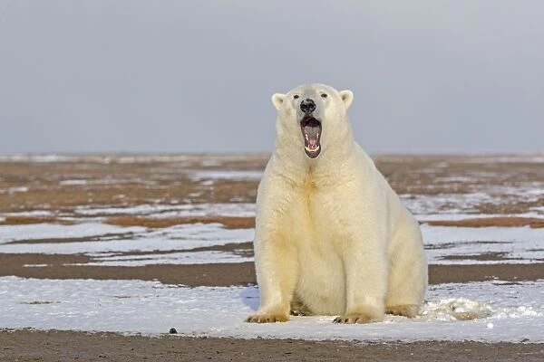Print of Polar Bear with mouth wide open Autumn