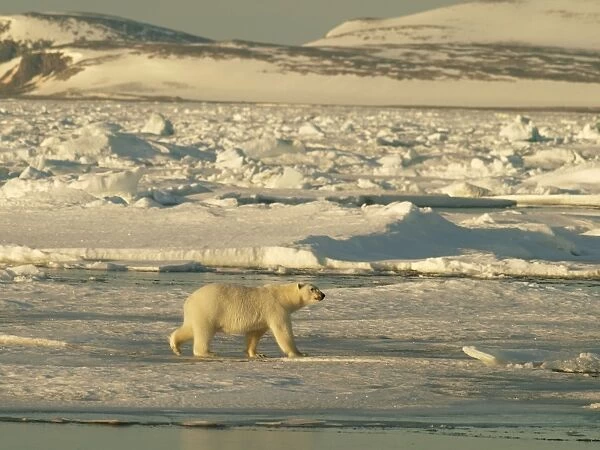 Polar bear on pack ice - Svalbard - Norway