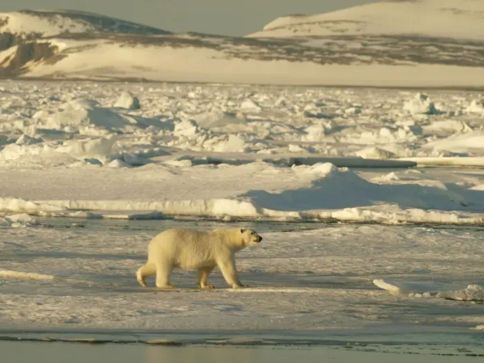 Framed Print : Polar bear on pack ice - Svalbard - Norway Framed Print : Polar bear on pack ice - Svalbard - Norway