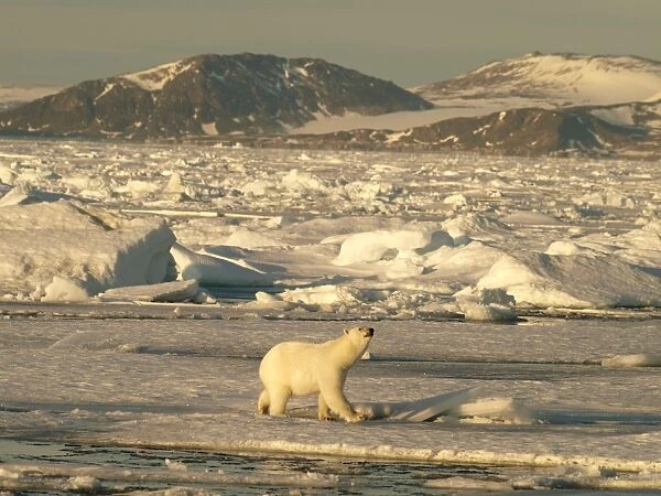 Polar bear on pack ice - Svalbard - Norway