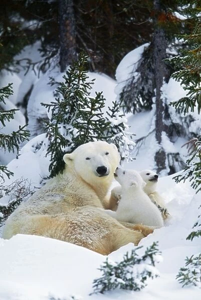 Polar Bear - parent with 2 cubs