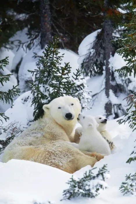 Framed Print : Polar Bear - parent with 2 cubs Framed Print : Polar Bear - parent with 2 cubs