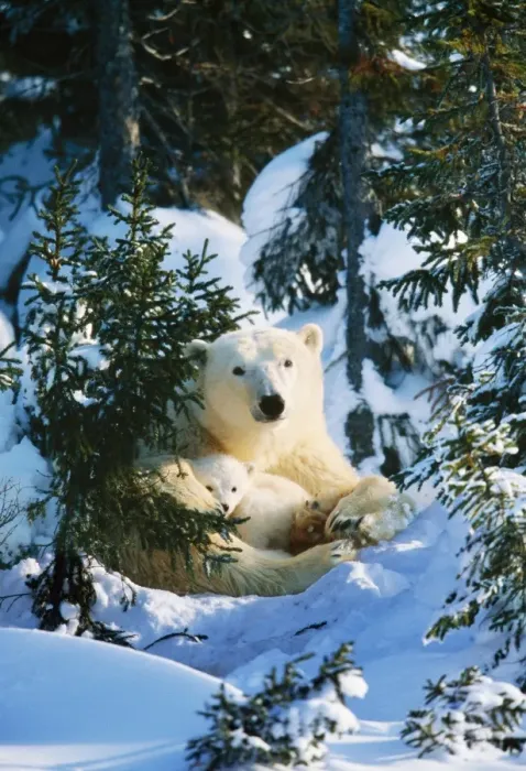 Framed Print : Polar Bear - parent with Babies - Canada Framed Print : Polar Bear - parent with Babies - Canada