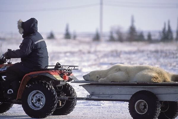 Polar Bear - being relocated on back of trailer