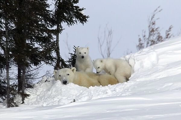 Polar Bear - resting female with young. Cubs climb over her back. Churchill, Manitoba. Canada