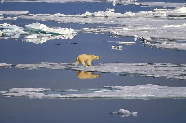 Polar bear - on sea ice. Endangered Norway ROB00291