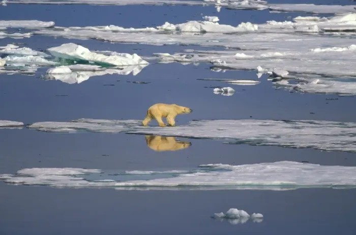 Framed Print : Polar bear - on sea ice. Endangered Norway ROB00291