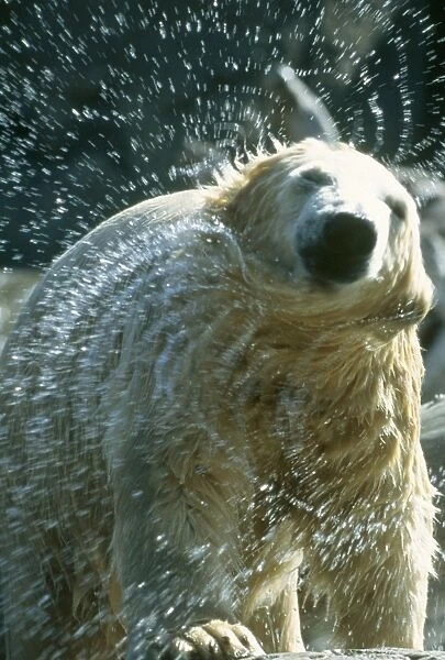 Polar Bear - shaking off water San Diego Zoo