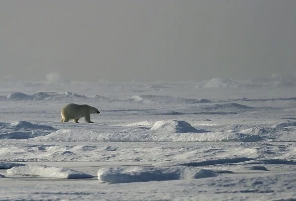 Polar Bear - single bear in frozen landscape habitat. Spitzbergen. Svalbard