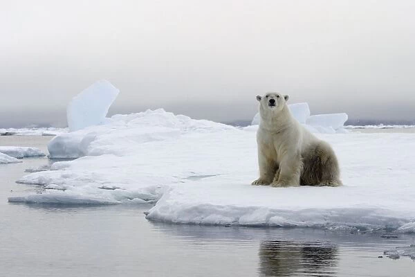 Polar Bear - sitting at edge of ice floe. Svalbard