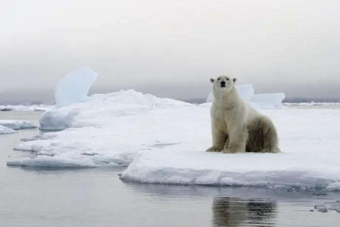 Framed Print : Polar Bear - sitting at edge of ice floe. Svalbard Framed Print : Polar Bear - sitting at edge of ice floe. Svalbard