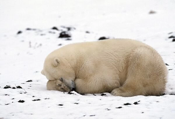 Polar Bear - sleeping